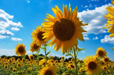 Sunflower seeds. Sunflower field, growing sunflower oil beautiful landscape of yellow flowers of sunflowers against the blue sky, copy space Agriculture