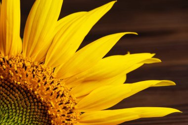 Çiçek açan ayçiçeğinin başına yakın çekim, erkek organlarının dokuları.