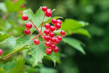 Bahçedeki kırmızı viburnum dalı. Viburnum viburnum opulus böğürtlen ve sonbaharda dışarı çıkar. Bir dal üzerinde kırmızı viburum meyveleri.