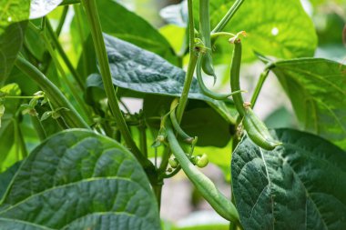 Flowers and leaves of bush beans Phaseolus vulgaris in a field
