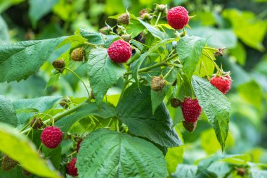 Fresh berries raspberries in a garden close up.