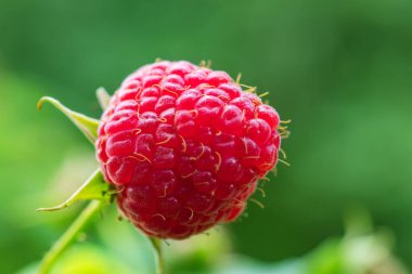 Fresh berries raspberries in a garden close up.