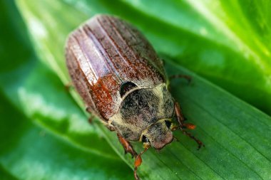 Yaygın Cockchafer, Melolontha melolontha Beetle, otun üzerinde dinleniyor. Avrupa 'da Vahşi Yaşam Doğası Sahnesi