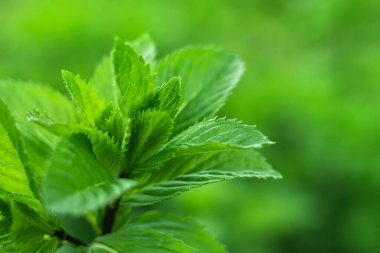 Taze nane. Bahçede taze nane yaprakları. Doğal nane arkaplanı.