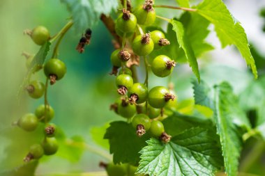 Yaz günü makro fotoğrafçılığında yeşil fonda frenk üzümü. Böğürtlen ağacının dalına asılmış üzümlü yeşil üzümler. Yazın yakın plan fotoğrafı..