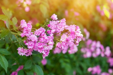 Bahçede çiçek açmış şeftali gülleri. Yakın plan fotoğraf. Koyu yeşil arka plan. Bahçede pembe floribunda gülü. Bahçe konsepti Arka planda açan gül çiçeği bulanık gül çiçeği