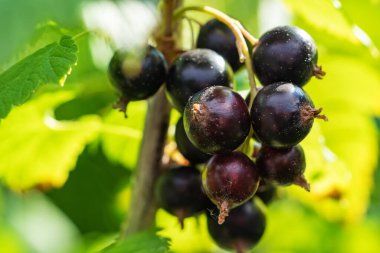 Olgun böğürtlen ve yapraklarla kaplı siyah frenk üzümü çalıları bulanık doğal yeşil arka planda. Çiftlikte ya da bahçede hasat.
