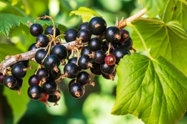 Olgun böğürtlen ve yapraklarla kaplı siyah frenk üzümü çalıları bulanık doğal yeşil arka planda. Çiftlikte ya da bahçede hasat..