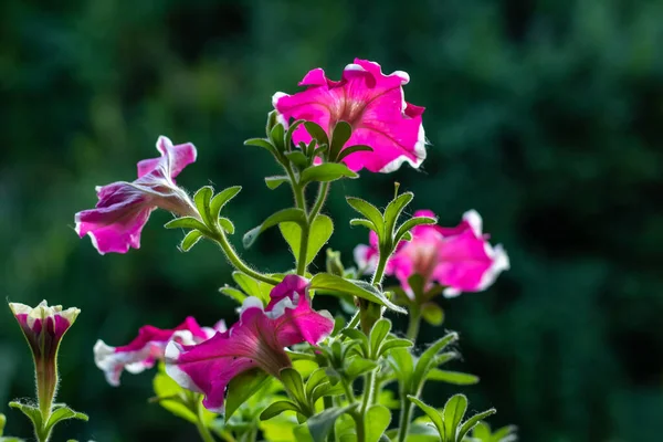 Blomsterrabatt Med Mångfärgade Petunior Bild Full Färgglada Petunia Petunia Hybrida — Stockfoto