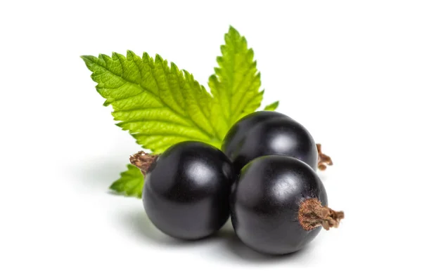 Black Currant Leaves Isolated Close — 图库照片
