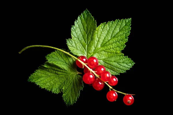 Red Currants Leaf Fresh Red Currant Black Background — Stockfoto