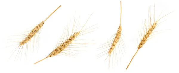 Wheat Spikelets Isolated White Background Collection — Foto Stock