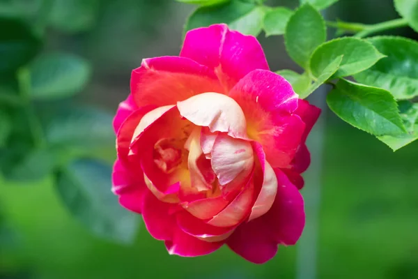 Coral rose flower in roses garden. Top view. Soft focus