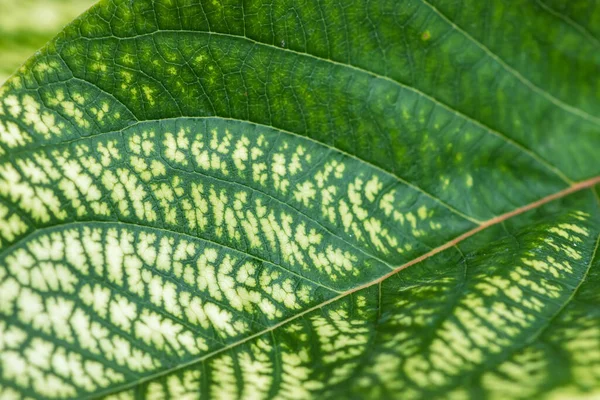 イチジクの葉の植物の背景色とパターンの詳細は 静脈は緑の木に似た構造を形成します — ストック写真