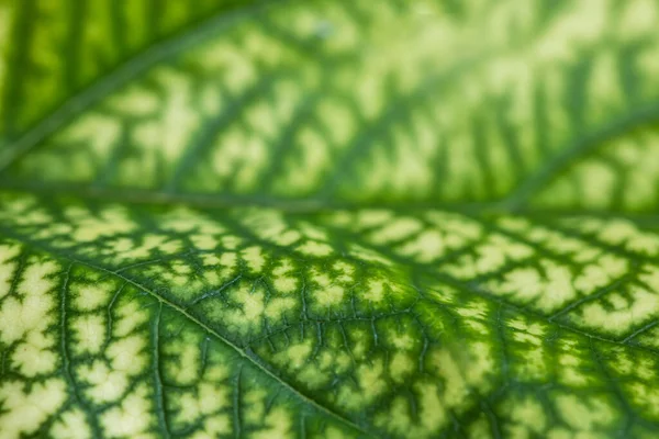 Natural Green Quince Leaf Pattern Foliage Leaf Texture Background — Fotografia de Stock