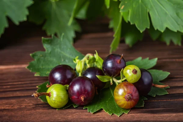 Josta Leaves Hybrid Gooseberry Black Currant Wooden Background — Zdjęcie stockowe