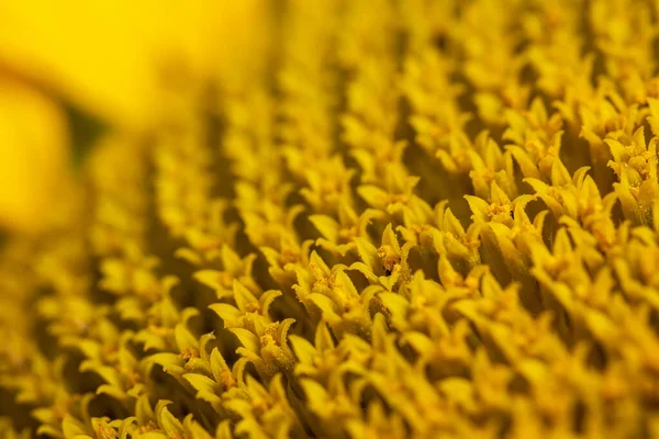 Core Flower Texture Sunflower Close Seeds Oil Flat Lay Top — Stockfoto