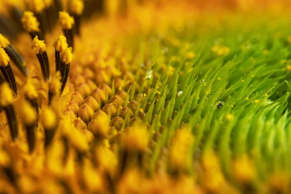 Beautiful Fresh Yellow Sunflower Macro Shooting Sunflower Blooming Close Flower — Photo