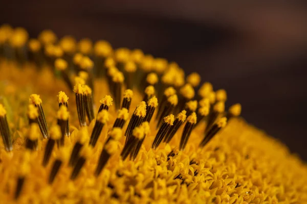 Sunflower Texture Background Texture Sunflower Pollen Macro View Abstract Nature — Stock Photo, Image