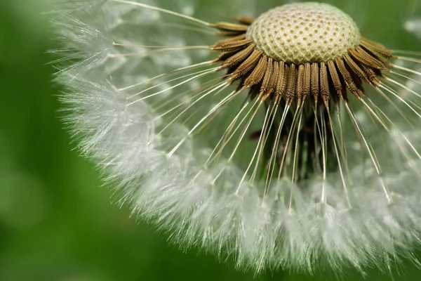 Belle Vue Macro Pissenlit Graines Couleurs Noir Blanc — Photo