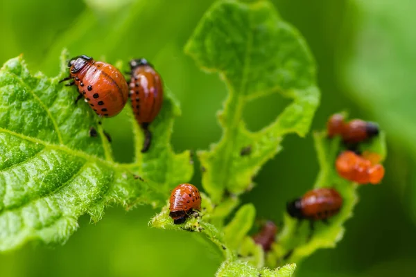 Colorado patates böceği ve kırmızı larva sürünüyor ve patates yaprakları yiyor.
