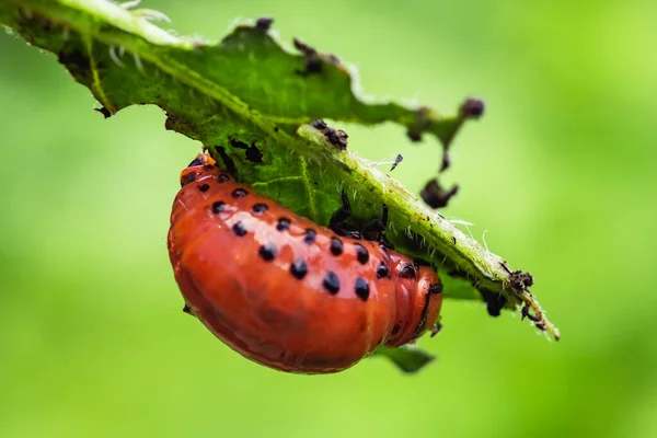 Colorado Patates Böceği Kırmızı Larva Sürünüyor Patates Yaprakları Yiyor — Stok fotoğraf