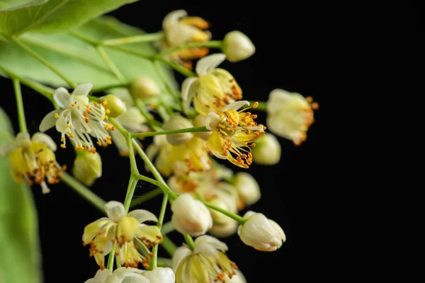 Άνθη Φλαμουριάς Την Άνοιξη Μαύρο Όμορφο Λουλούδι Φλαμουριάς Την Άνοιξη — Φωτογραφία Αρχείου