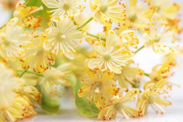 Linden flowers on a white background. Linden flowers bloom with leaves and petals.