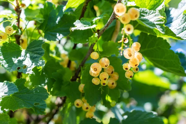 Cepillo Bayas Grosella Blanca Hojas Verdes Grosella Blanca Ribes Rubrum — Foto de Stock