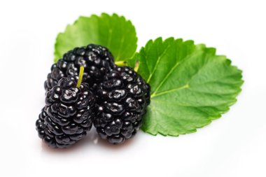 Mulberry fruits with green leaves isolated on white background
