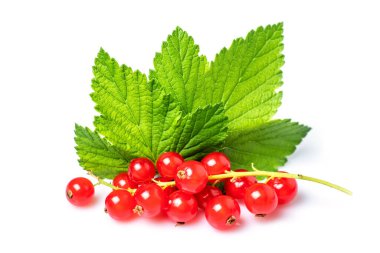 Beyaz arka planda yapraklı kırmızı frenk üzümü..