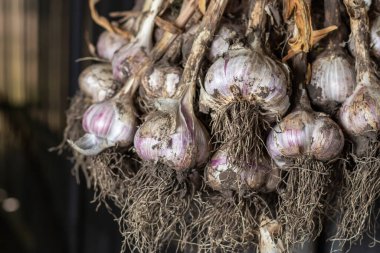Photo food garlic bulb. Background texture Plant vegetable garlic