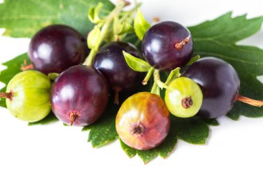 Jostaberry branch isolated on white background. close up