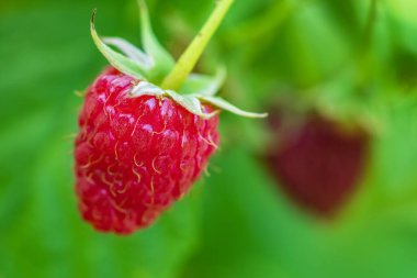 Fresh berries raspberries in a garden close up.