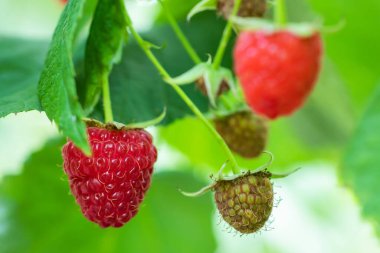 Fresh berries raspberries in a garden close up.