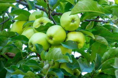 Olgunlaşırken arkaplanı bulanık yeşil elmalarla kaplı elma dalı.