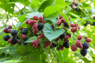 Böğürtlenler bahçede yetişir. Çalı üzerinde olgun ve olgunlaşmamış böğürtlenler. yiyecek,