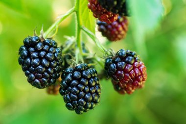 Fresh blackberries in the garden. A bunch of ripe blackberry fruits on a branch with green leaves. Beautiful natural background