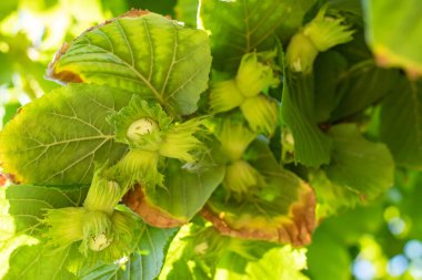 Genç fındık, yeşil fındık, ağaçta yetişir.,