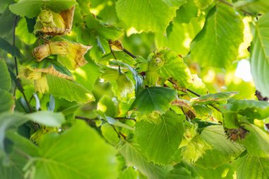 Bükülmüş bir fındık ağacının dallarından sarkan fındık kümesinin makro görüntüsü.