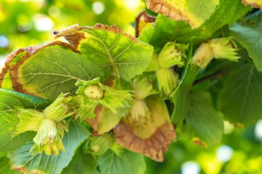 Bükülmüş bir fındık ağacının dallarından sarkan fındık kümesinin makro görüntüsü.