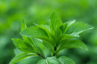 Bahçede taze nane yaprakları. nane arkaplanı