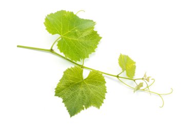 Üzüm yaprakları dalları ve dalları beyaz arka planda tropikal bitkiler..