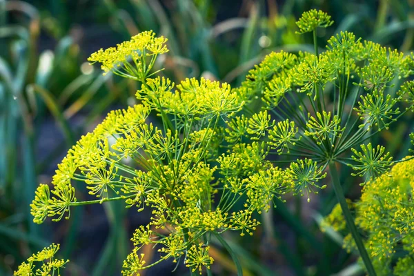 Flower Green Dill Fennel Green Background Flowers Dill — 图库照片