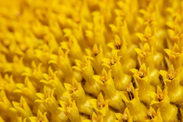 Sunflower Texture Background Texture Sunflower Pollen Macro View Abstract Nature — Stock Photo, Image