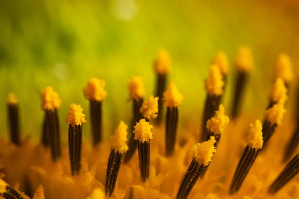 Beautiful Fresh Yellow Sunflower Macro Shooting Sunflower Blooming Close Flower — Stock Photo, Image