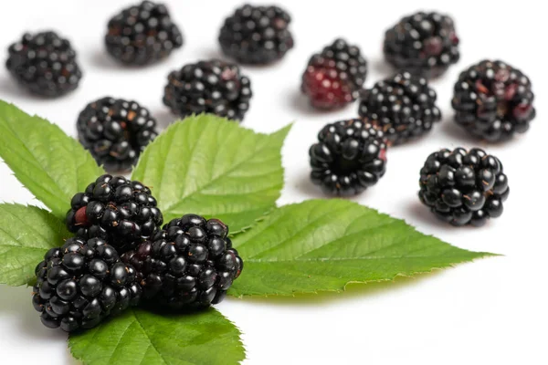 Three Blackberry Leaf Isolated White Background Closeup — Stock Photo, Image