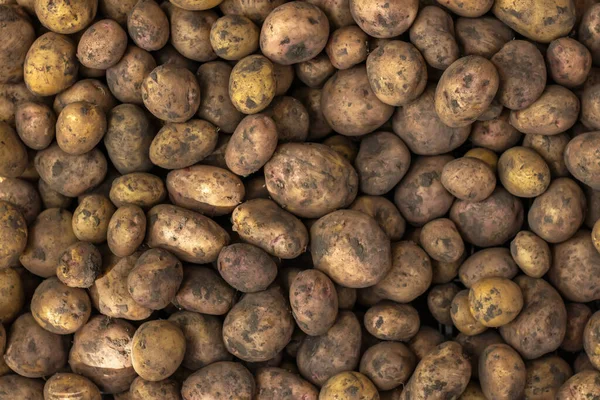 Large Pile Potatoes Market Counter Food Background Potatoes Harvest Concept — Stock Photo, Image