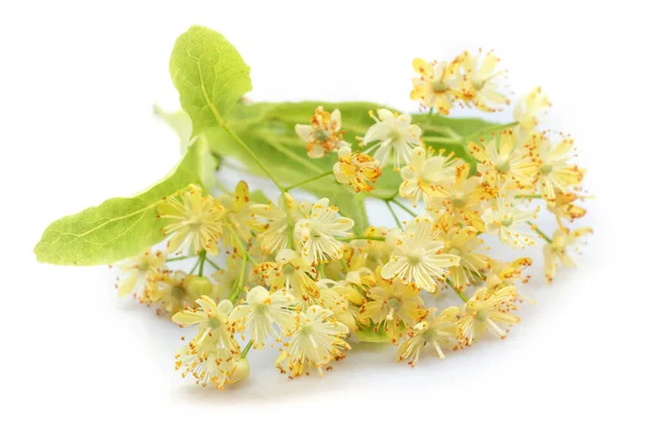 Linden flowers with leaves isolated on a white background, top view. Branch of the flowering linden