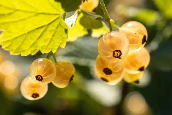 Brush White Currant Berries Green Leaves White Currant Ribes Rubrum — Stock Photo, Image